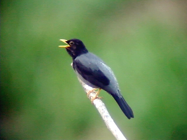050214 r Yellow-legged thrush Altamira rd.jpg