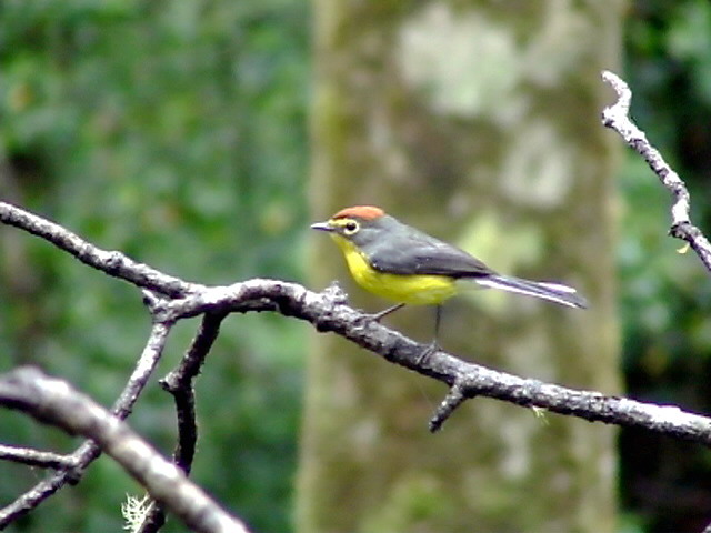 050216 d Yellow-faced redstart Cerro Humo.jpg