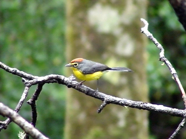 050216 e Yellow-faced redstart Cerro Humo.jpg