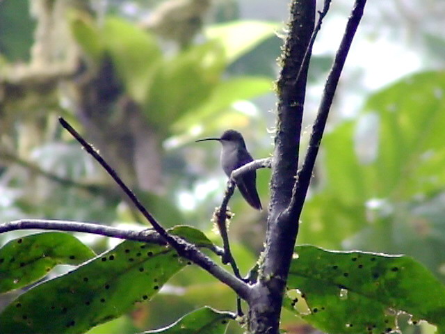 050216 k Fork-tailed woodnymph Cerro Humo.jpg