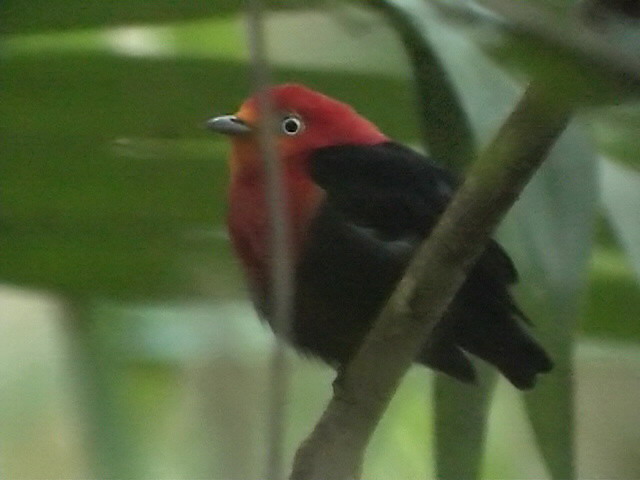 050219 Crimson-hooded manakin Cao Colorado.jpg