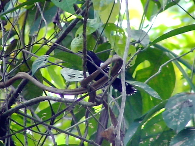 050219 rr Jet antbird Cao Colorado.jpg