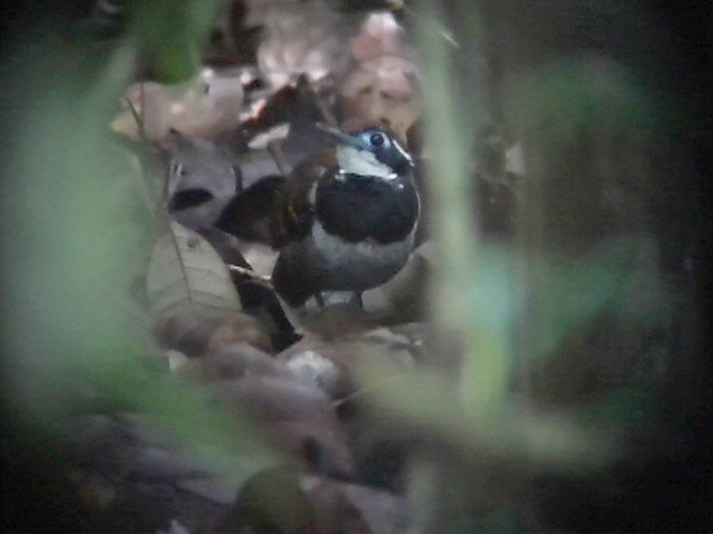 050220 qq Ferruginous-backed antbird Rio Grande.jpg