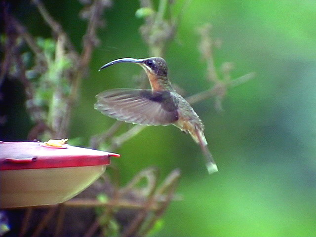 050223 Rufous-breasted hermit Barquilla de Fresa.jpg