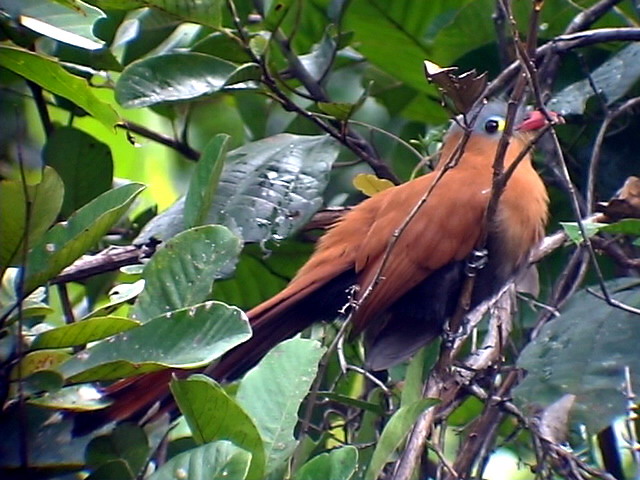 050225 iii Black-bellied cuckoo Guyana trail.jpg