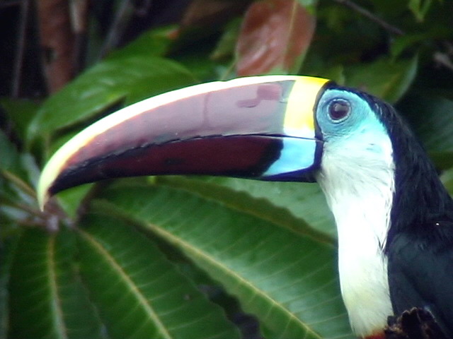050225 kk White-throated toucan Guyana trail.jpg