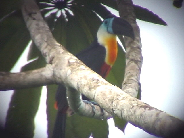 050225 m Channel-billed toucan Guyana trail.jpg