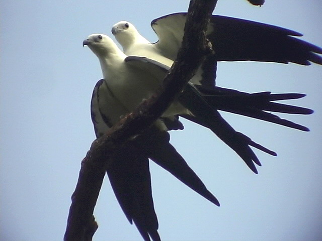 050226 f Swallow-tailed kite La Escalera.jpg