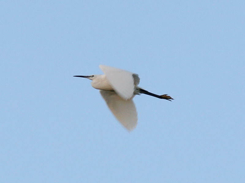 Silkeshger - Little Egret (Egretta garzetta)