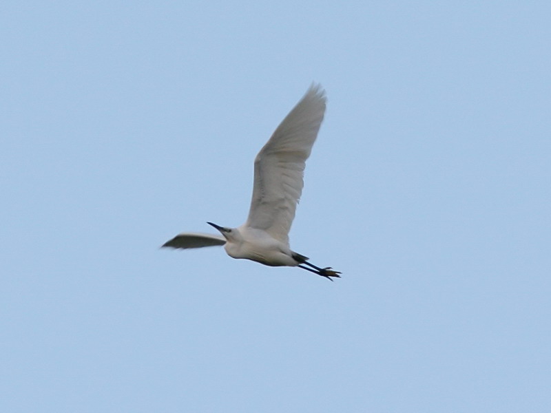 Silkeshger - Little Egret (Egretta garzetta)