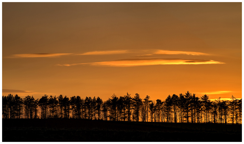 Treeset Sunline