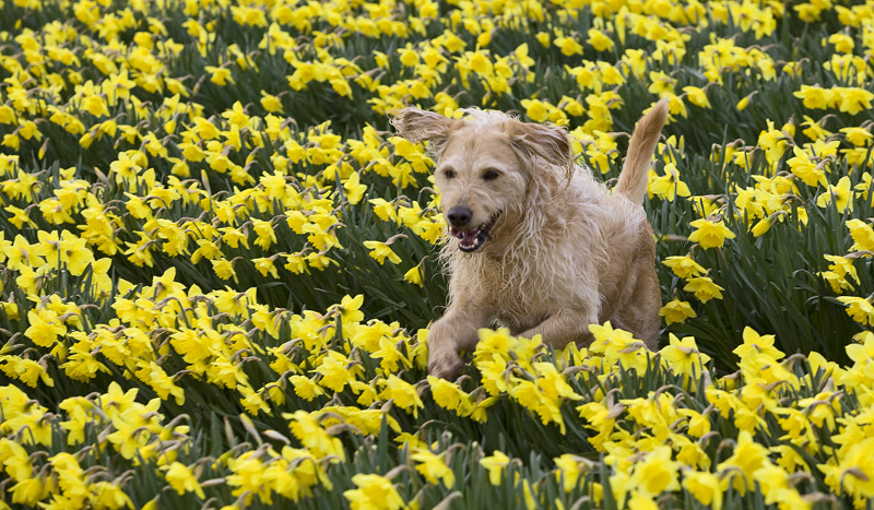 Bailey Spring!