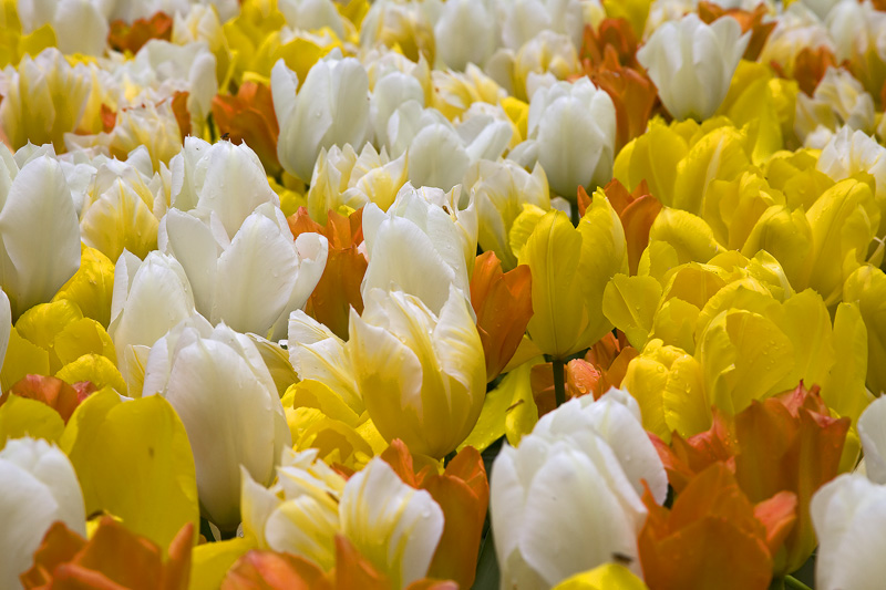 Keukenhof Tulips
