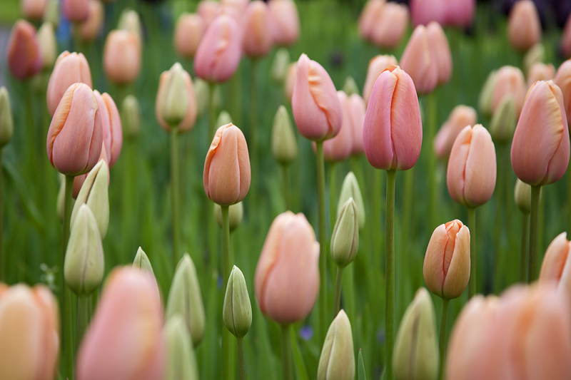 Keukenhof  Kaleidoscope