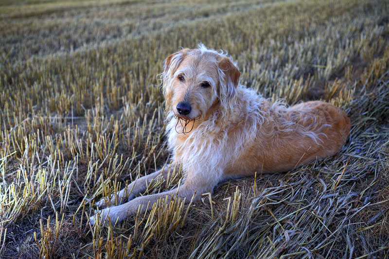 Bailey
