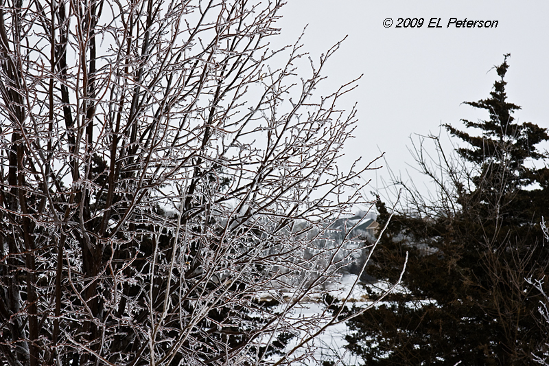 Have had worst ice storms, but this one was enough to put some glitter on the trees.