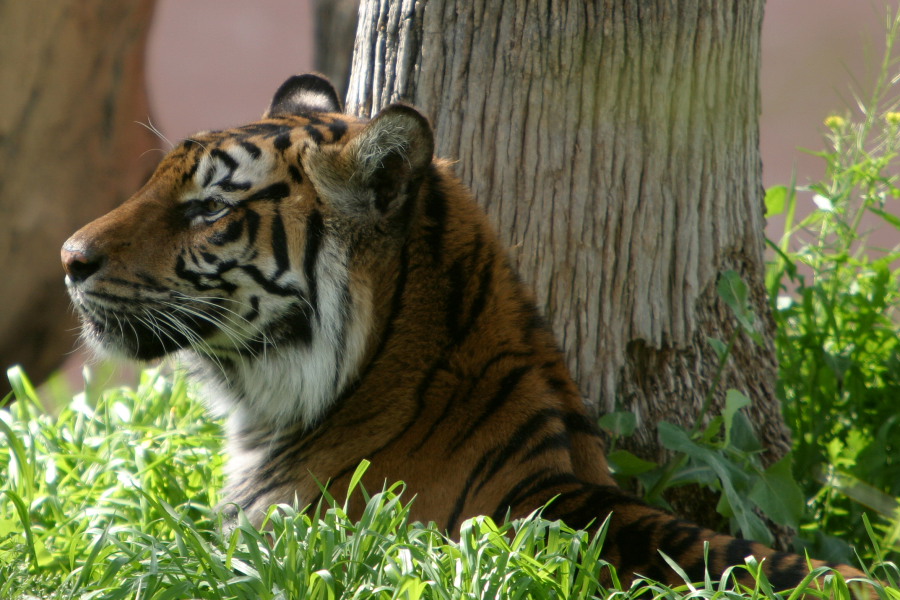 Serene Tiger.JPG