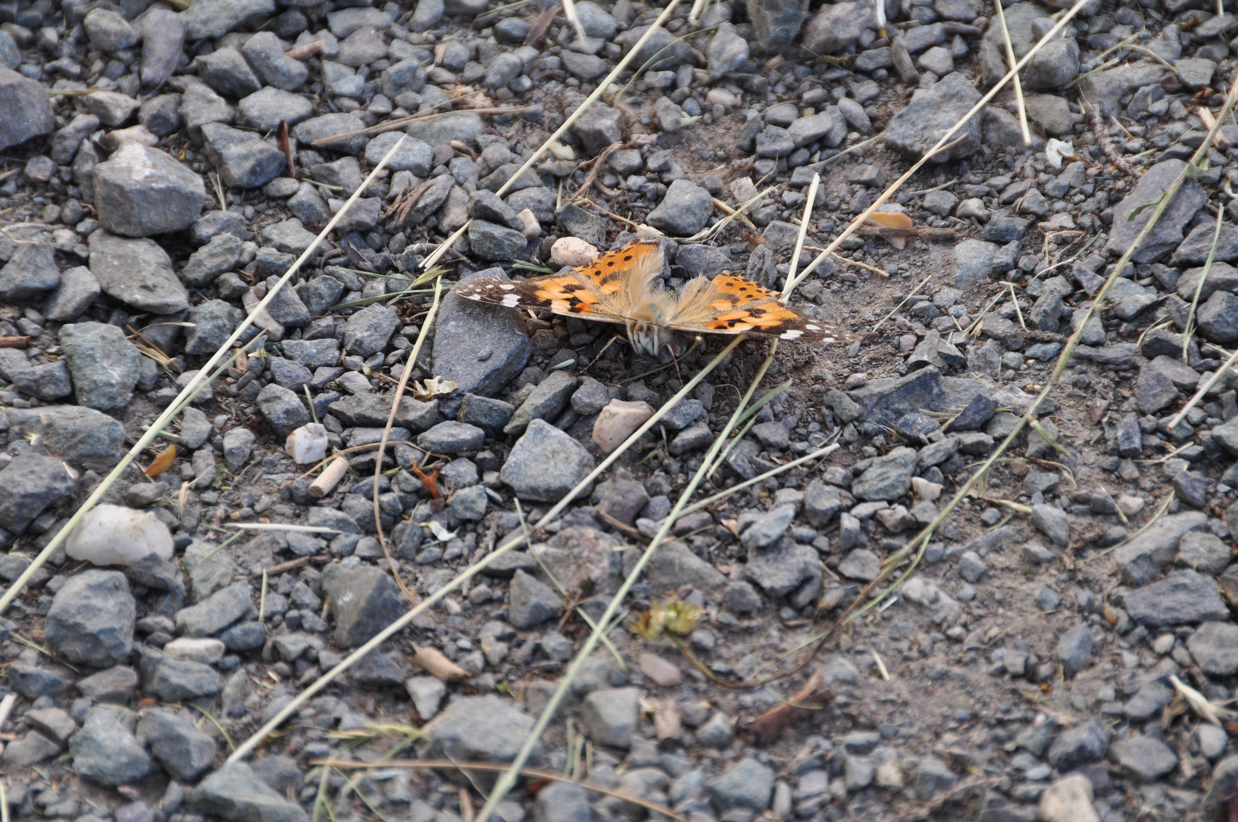 DSC_2510_N-D5k.JPG