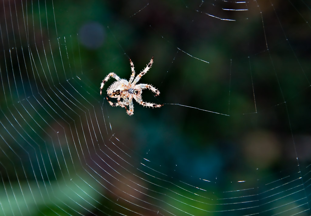 DSC_10147_N-D5k_ed1.jpg