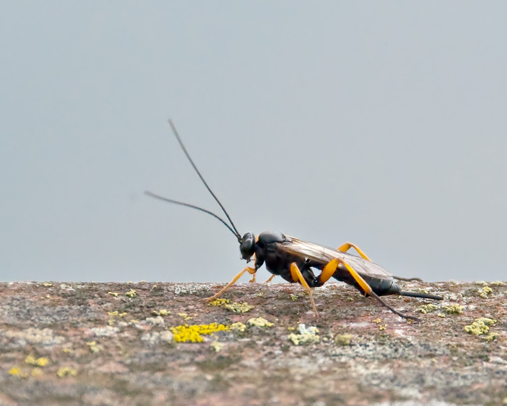 Bug_10911_N-D5k_W1024.jpg