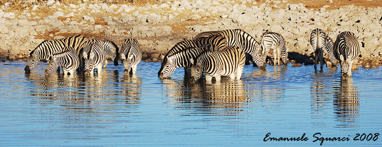 Zebras at Okaukuejo waterhole