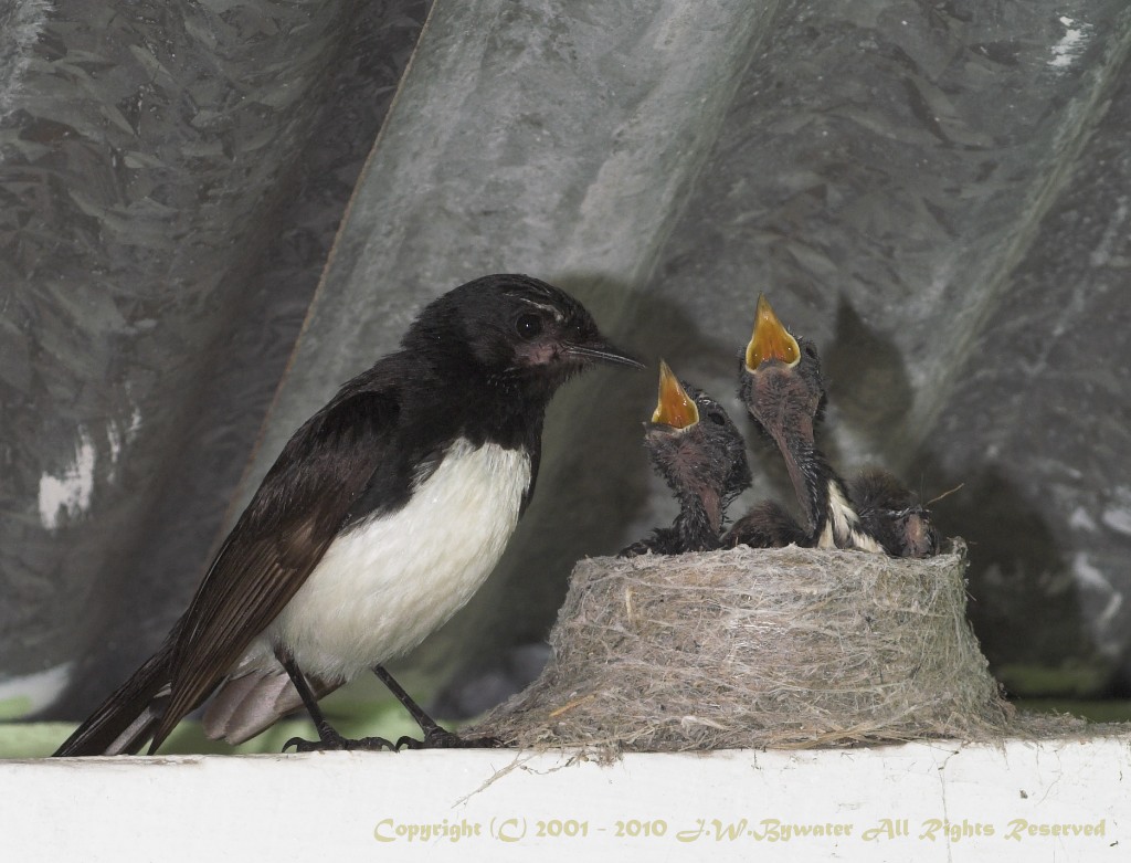 Mum, were hungry!