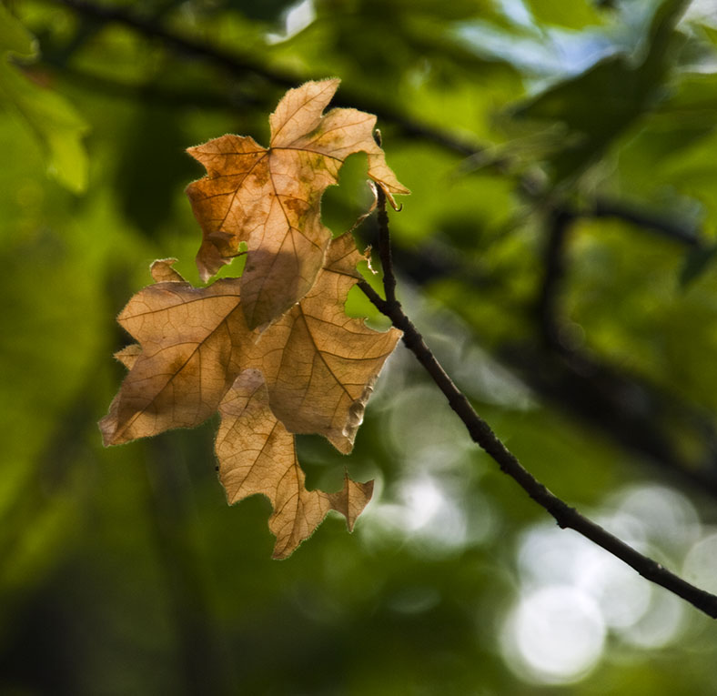 <B>Leaf Light</B> <BR><FONT SIZE=2>Trinity River, August, 2007</FONT>