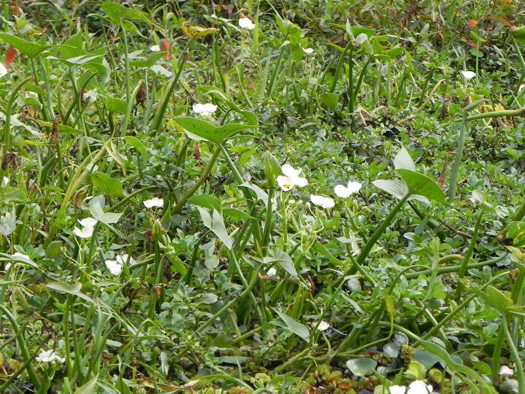 4A_DSCN0280.JPG