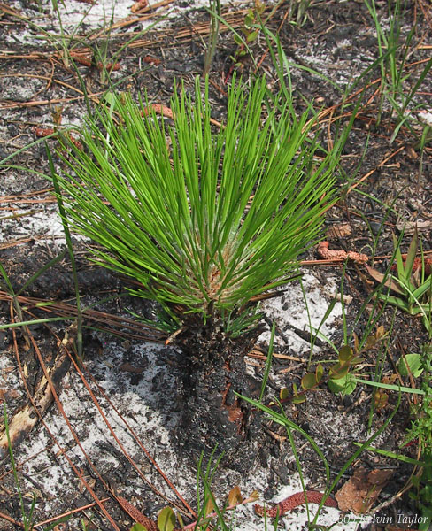 Young long-leaf pine
