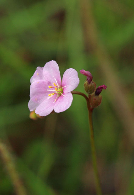 Threadleaf sundew flower