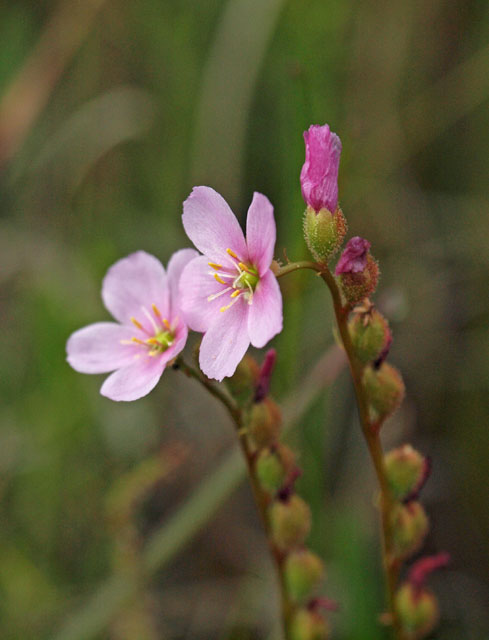 Threadleaf sundew flower pair
