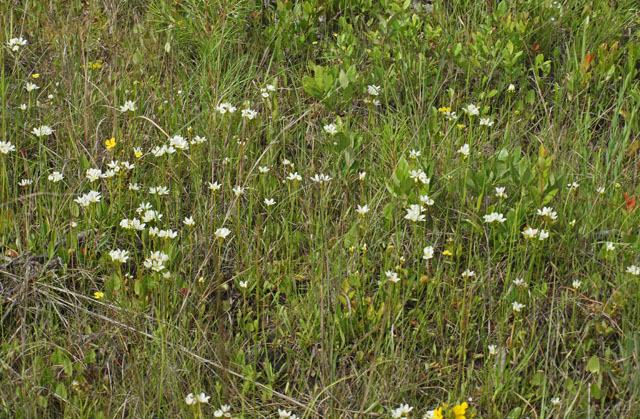 Mass bloom of Venus flytraps