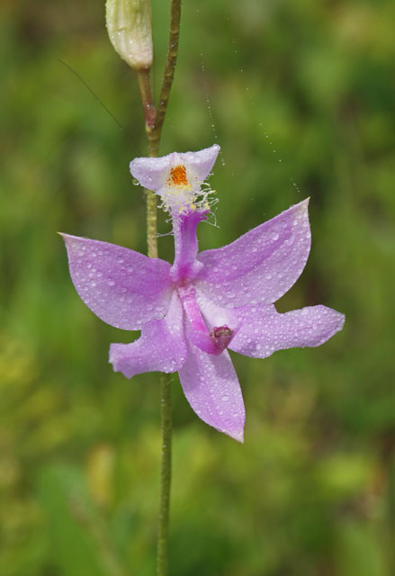 Calopogon tuberosus