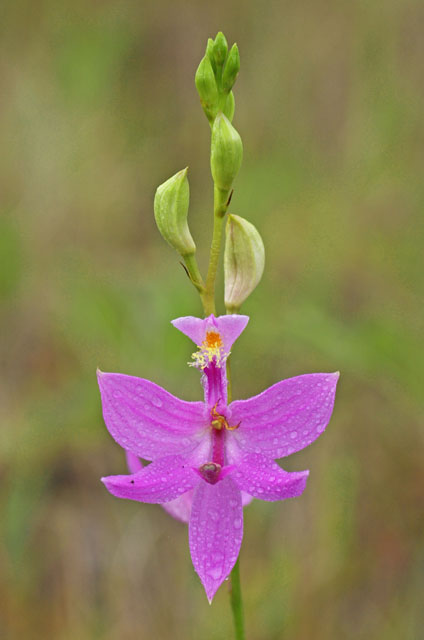 Calopogon tuberosus