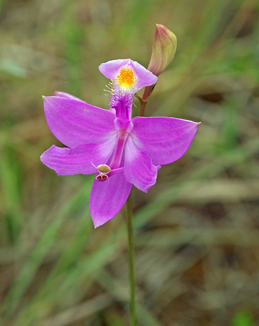 Calopogon tuberosus 
