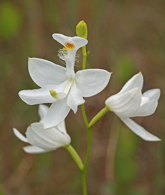 Calopogon tuberosus var. alba