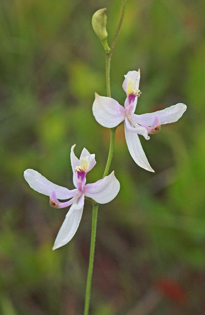 Calopogon pallidus