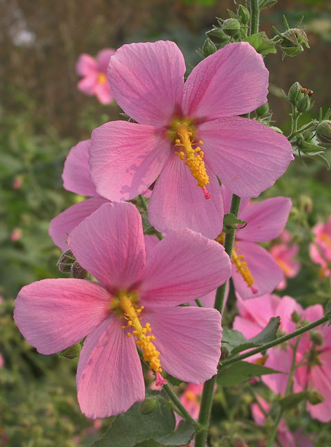 Seashore Mallow pair