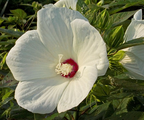 Hibiscus moscheutos