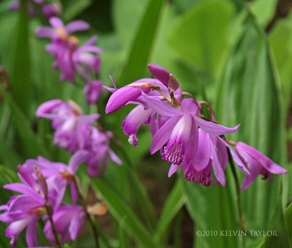 Bletilla striata