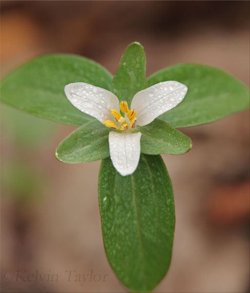 Trillium pusillum