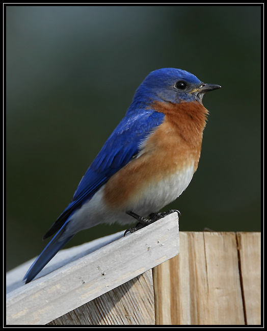 Eastern bluebird