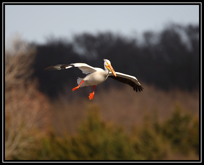 Pelican landing