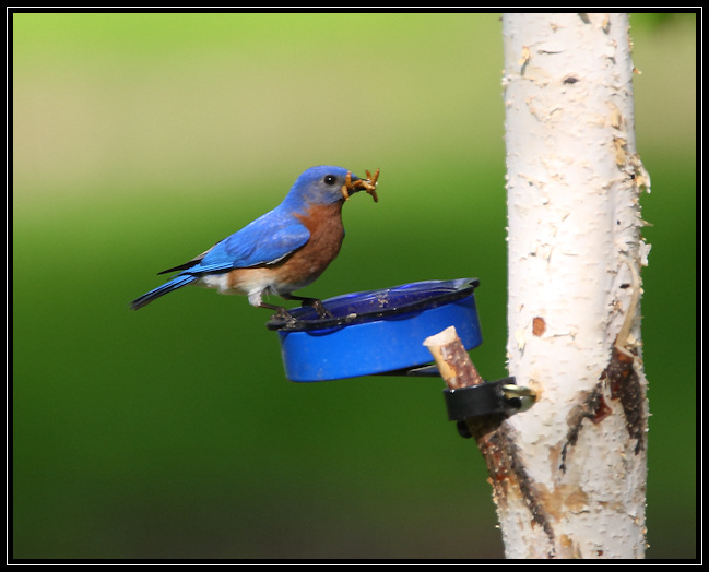 Eastern bluebird