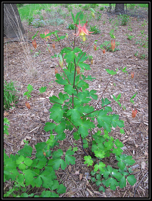 Wild Columbine