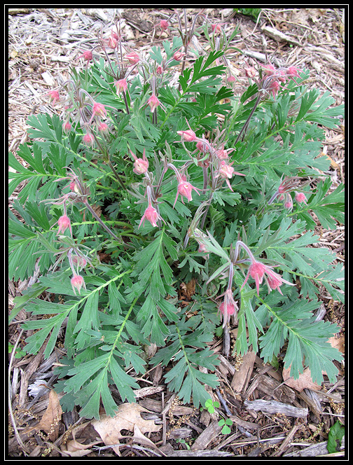 Prairie Smoke