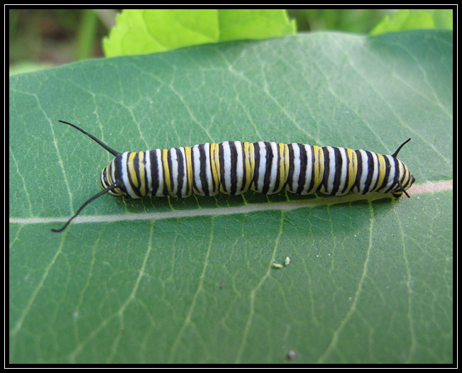 Monarch butterfly caterpillar
