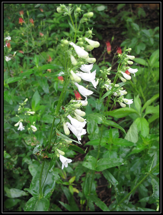 Smooth penstemon