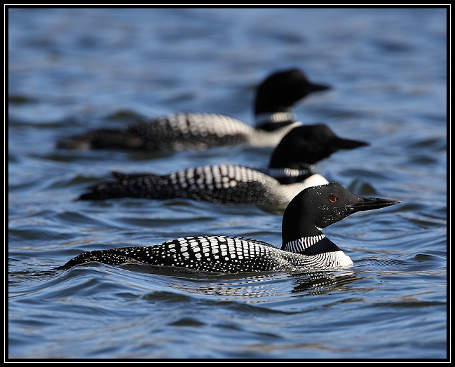 Common loons <div class=cr>©  Liz Stanley</div>