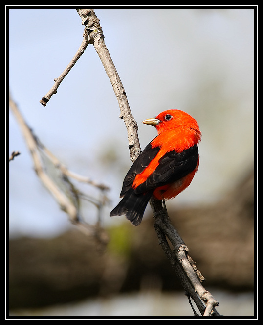 Scarlet tanager